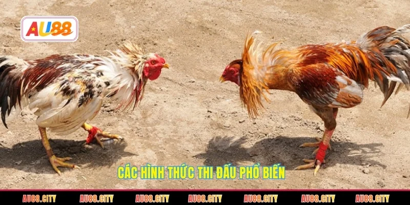 Các hình thức thi đấu phổ biến